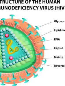 cropped-Human-immunodeficiency-virus-45931804.png