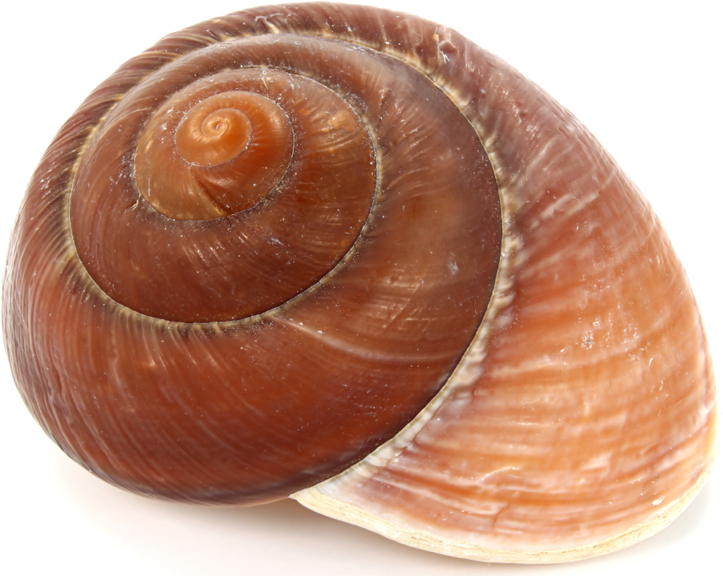 Shankh Prakshalana for cleansing the entire digestive tract at Parkland Natural Health