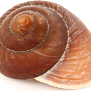 Shankaprakshalana - the intestinal wash