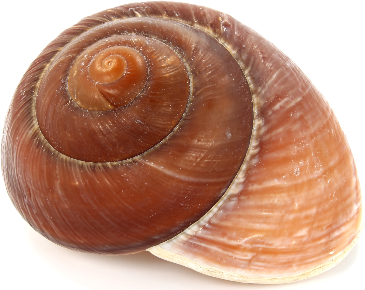 Shankaprakshalana - the intestinal wash