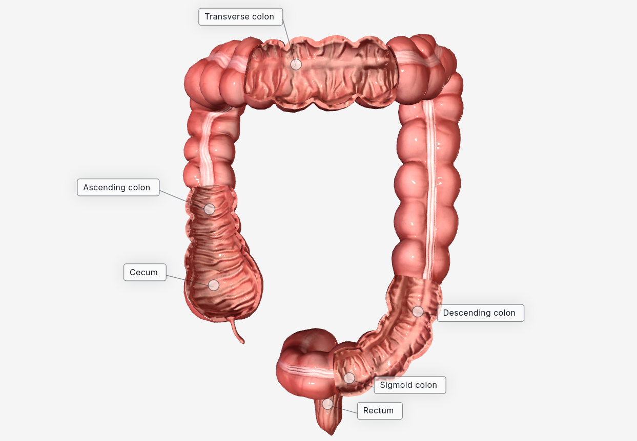 WHY colonic irrigation? To prevent colon cancer or Irritable bowel syndrome. Fourth stage bowel cancer