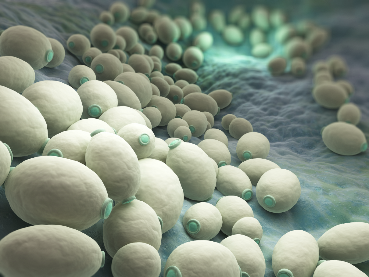 Candida auris symptoms. Candidiasis of the oesophagus: causes and consequences