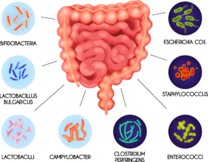 Correction of the intestinal microflora. meteorism or excessive flatulence