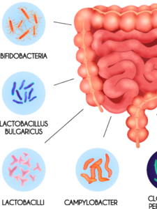 cropped-Correction-of-intestinal-microflora-286055134.png