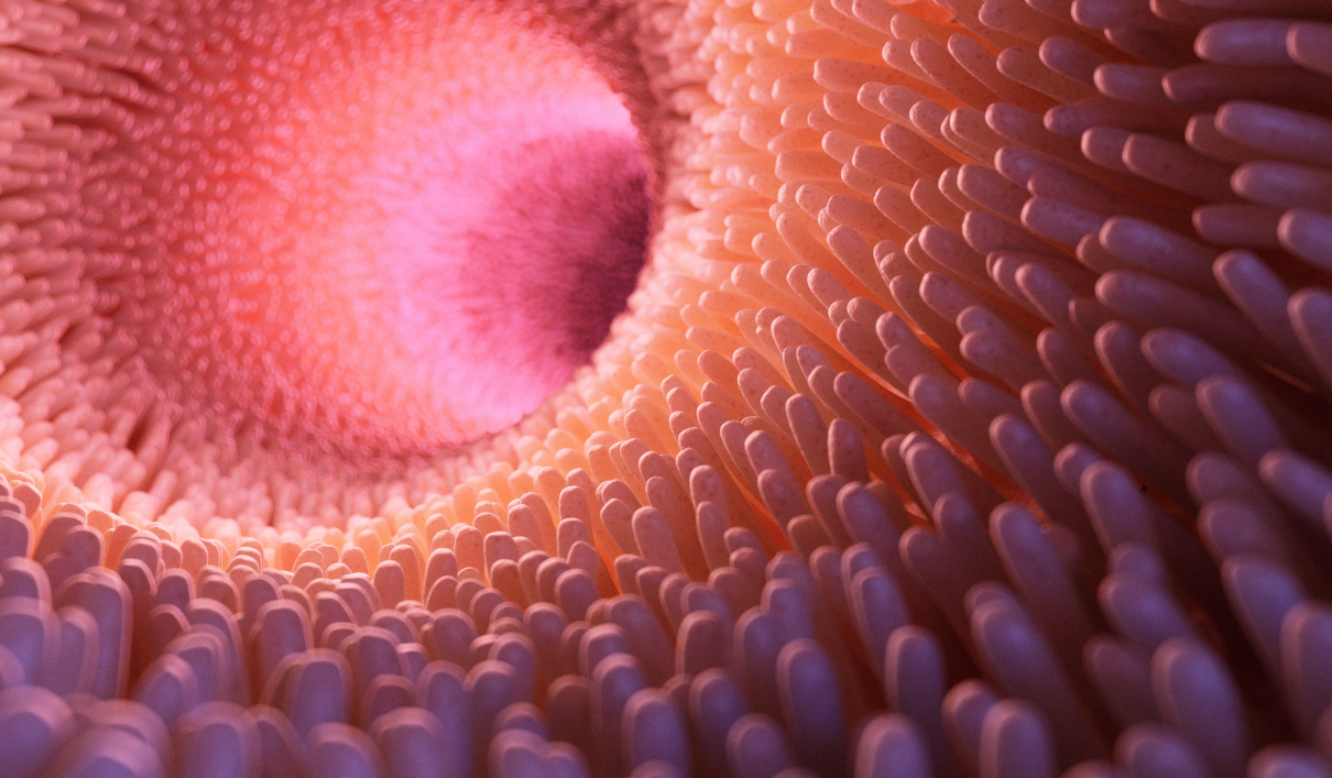 Cleaning the small intestine at home and human immune system