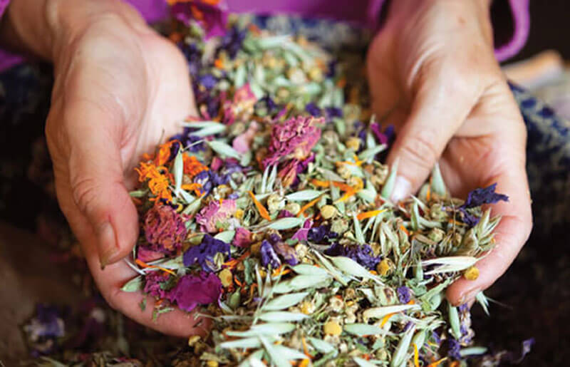 Herbs used for cleansing the intestines