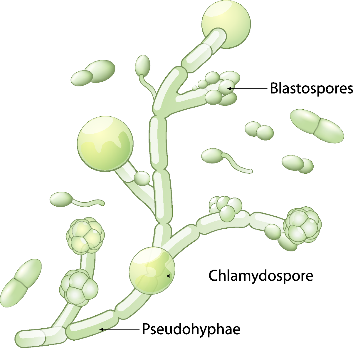 Candida Albicans Yeast Infection in the digestive system