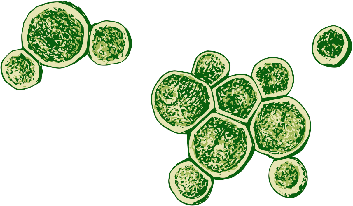 Health benefits of Chlorella food for body and blood