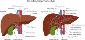 Liver and gall bladder flush. Cleansing of the intestine and liver with mineral water