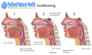Pharynx, oesophagus and swallowing