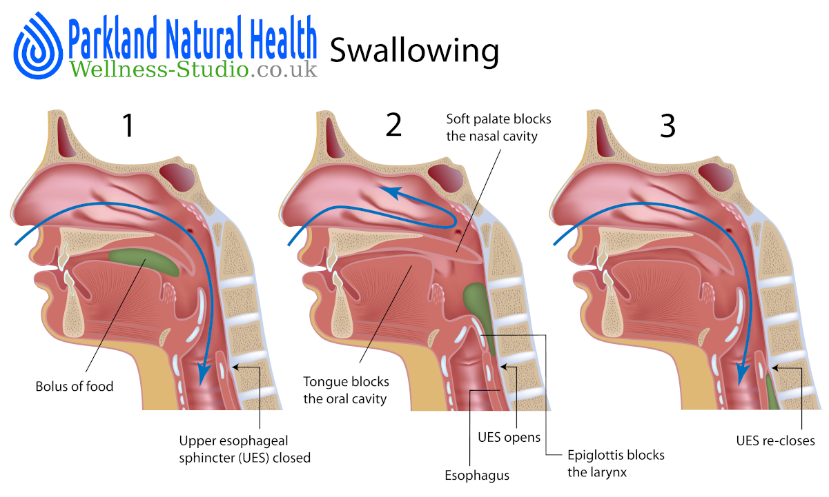 Pharynx, oesophagus and swallowing