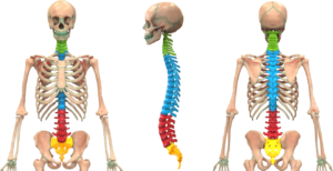 Spinal Massage for Vertebral subluxation and nerve chart with tourmanium