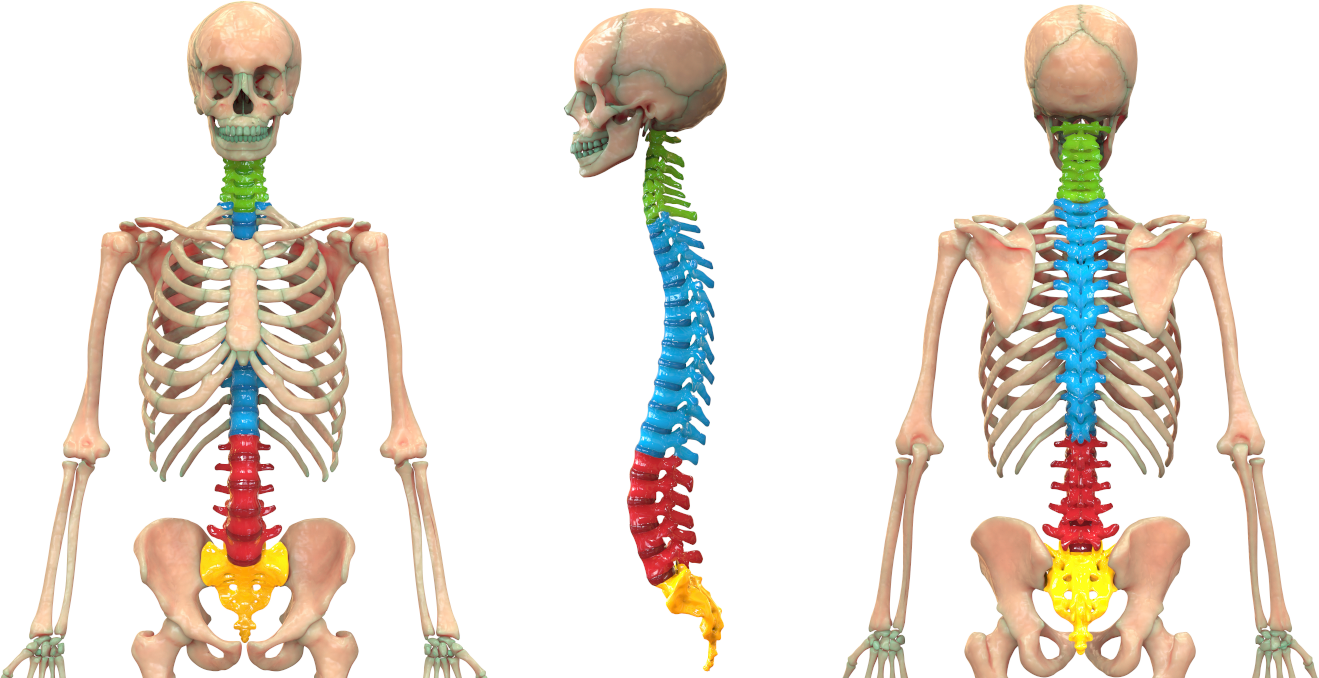 Spinal Massage for Vertebral subluxation and nerve chart with tourmanium