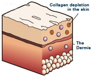 regenerate and repair the skin, working below the surface in the dermis at Parkland Natural Health