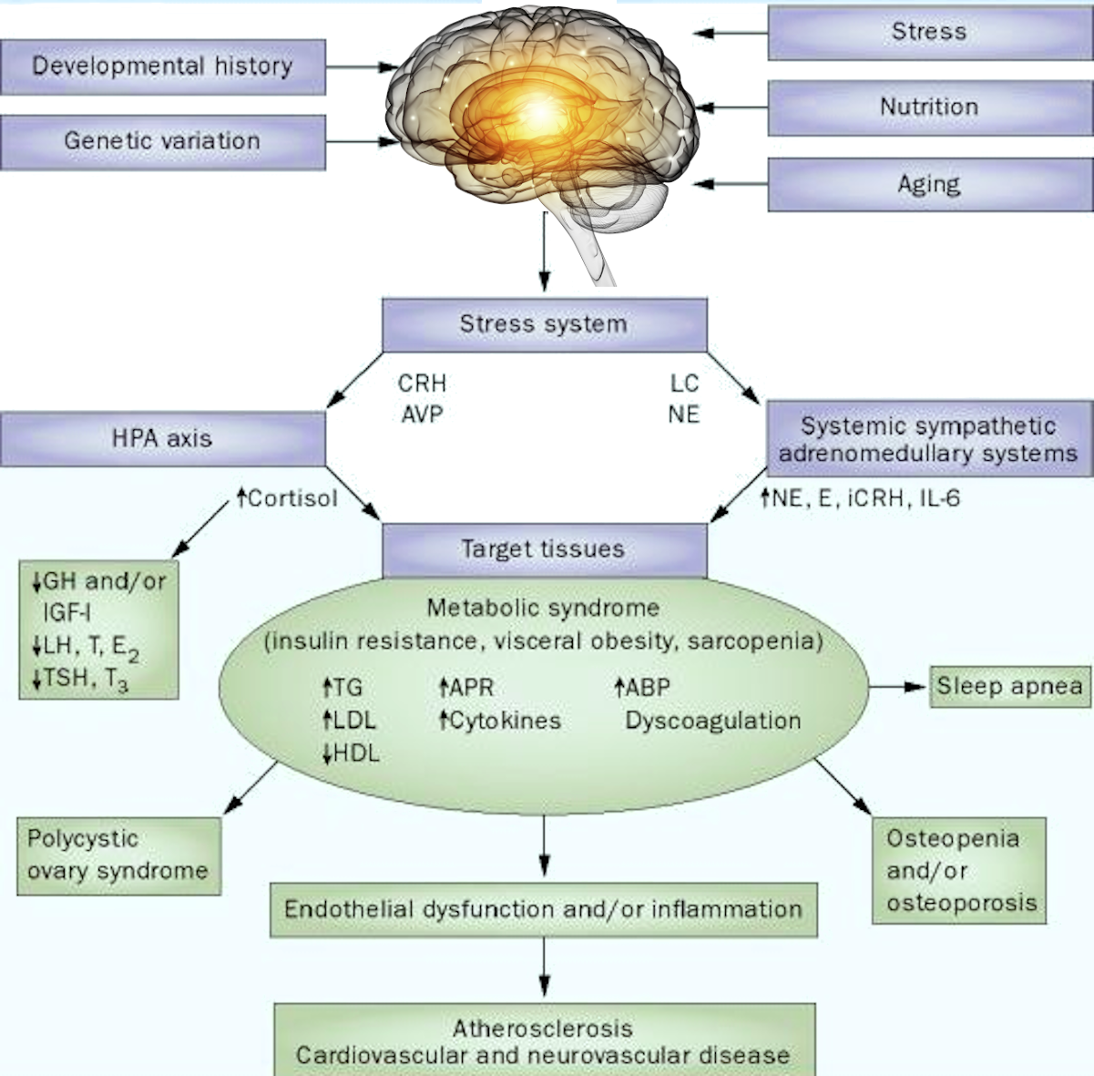 NEURANGIOSIS - neurohumoral regulation of the vegetative function explained at Parkland Natural Health